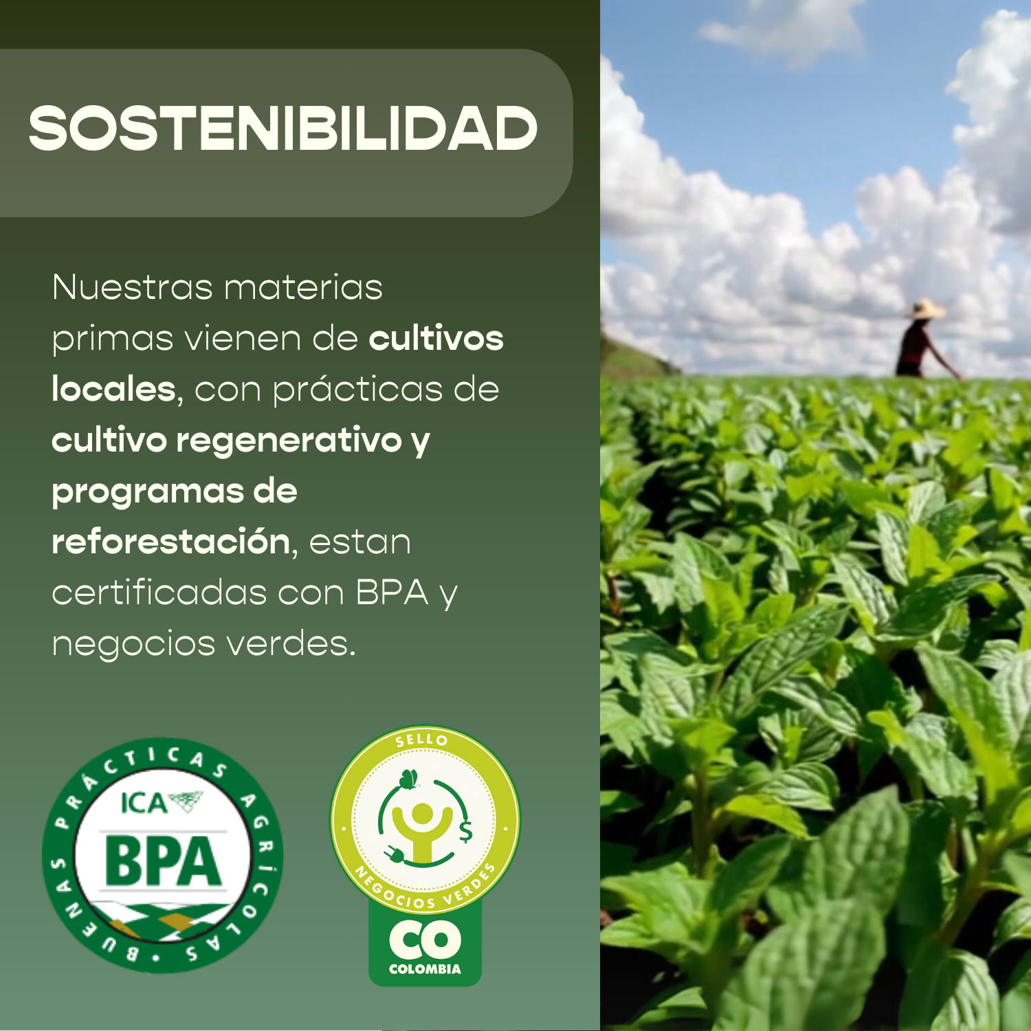 Aceite Esencial de Menta Piperita 7ml - Para Migrañas y Dolores de cabeza